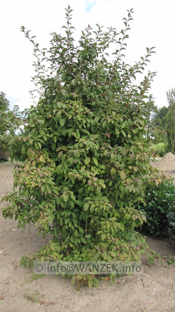 Viburnum bodnatense Dawn 03 Sol Statur.JPG